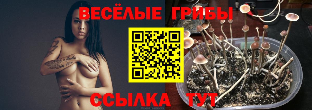 Кемерово  наркота  Галлюциногенные грибы мицелий  Вход с VPN  Псилоцибиновые грибы мухоморы 